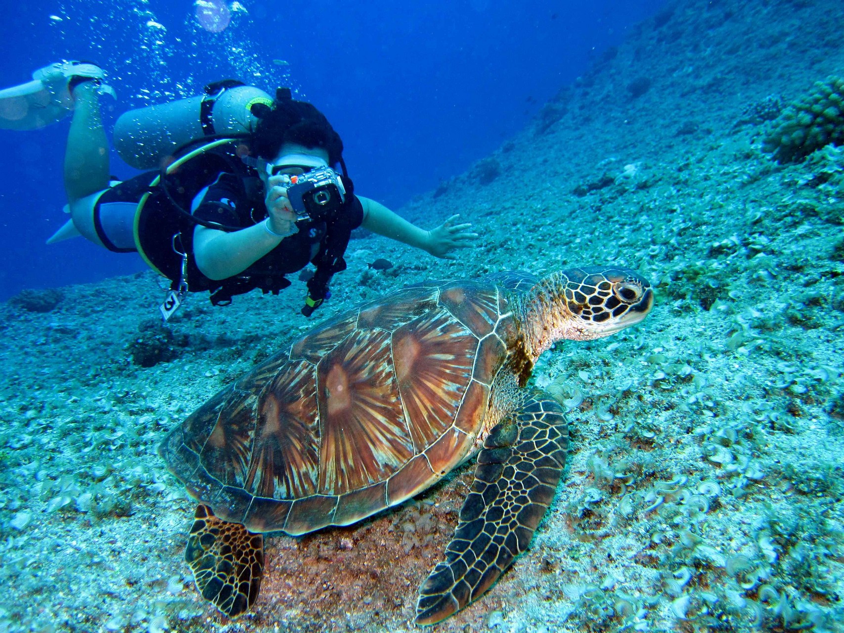 Immagine della vita marina a Watamu